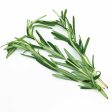 Genting Garden Rosemary (Malaysia) 50g For Sale