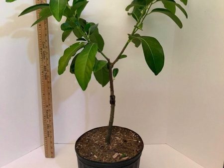 Grafted Black Sapote aka Chocolate Pudding Fruit 3 Gallon Pot (4 varieties) Supply