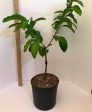 Grafted Black Sapote aka Chocolate Pudding Fruit 3 Gallon Pot (4 varieties) Supply