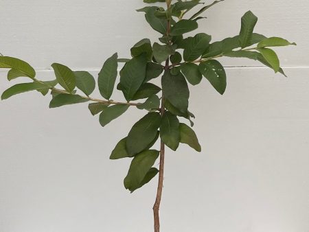 Grafted Guava 3 Gallon Pot For Discount