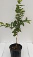 Grafted Guava 3 Gallon Pot For Discount