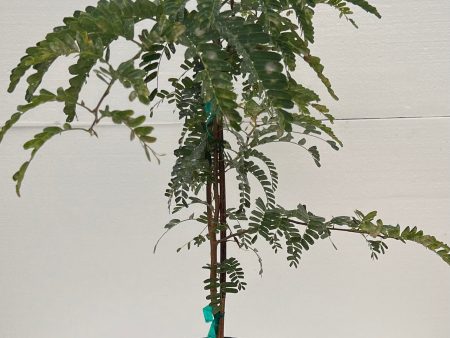 Grafted Thai Sweet Tamarind 3 Gallon Pot Sale