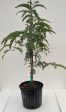 Grafted Thai Sweet Tamarind 3 Gallon Pot Sale