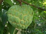 Sugar apple (Seedling) Tree 3 Gallon Pot For Cheap