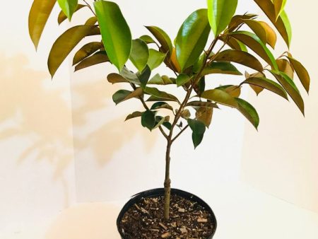 Grafted Caimito AKA Star Apple 3 Gallon (3 varieties) Online