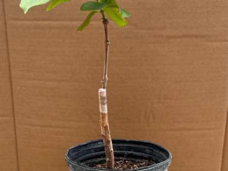 Grafted Java Plum Tree 1 Gallon Pot Supply