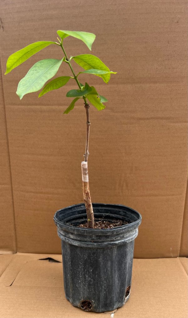 Grafted Java Plum Tree 1 Gallon Pot Supply