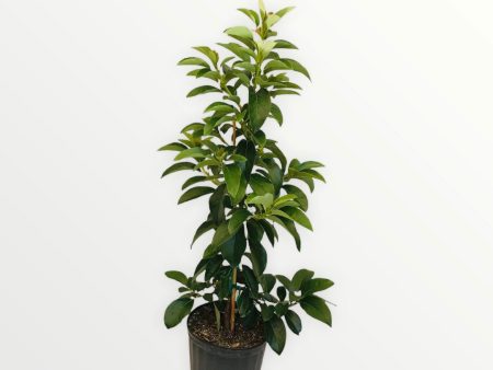 Grafted Avocado Tree 3 Gallon (13 Varieties) Cheap