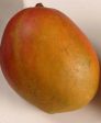 *Grafted MANGO TREE 1 GALLON (70+ VARIETIES WOW!) Sale