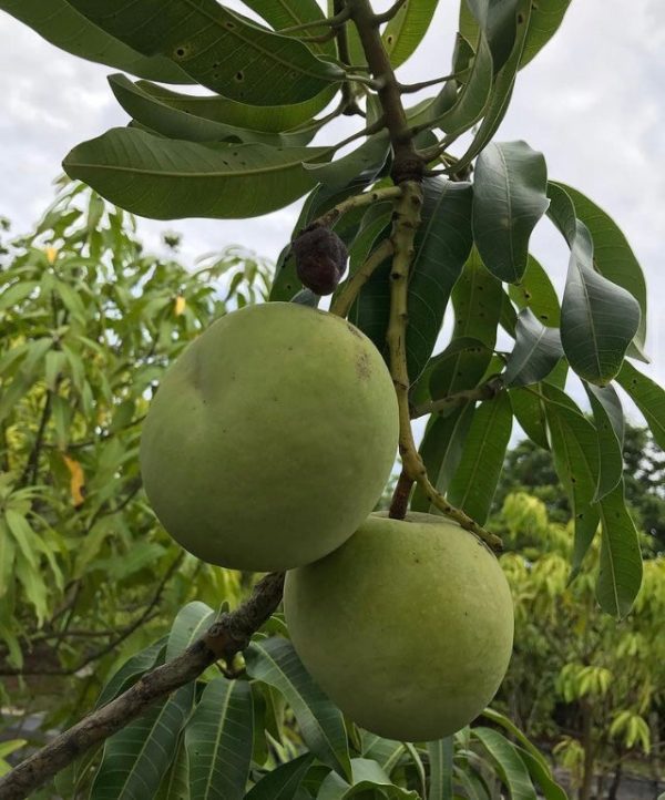 *Grafted MANGO TREE 1 GALLON (70+ VARIETIES WOW!) Sale