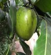 Grafted Black Sapote aka Chocolate Pudding Fruit 3 Gallon Pot (4 varieties) Supply