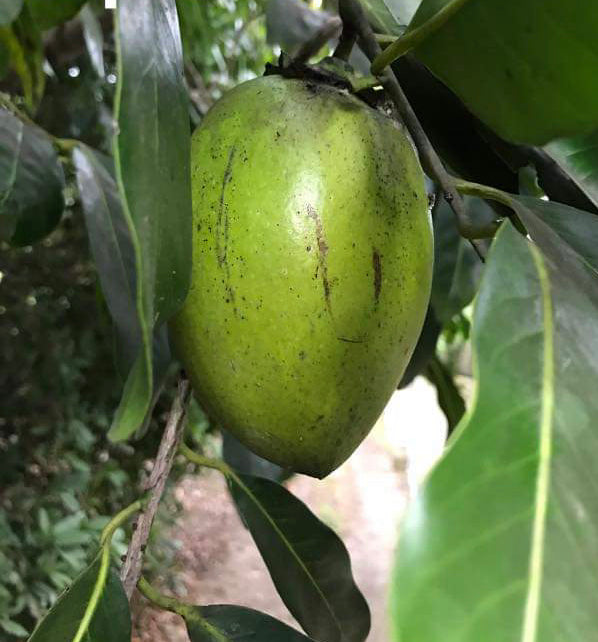 Grafted Black Sapote aka Chocolate Pudding Fruit 3 Gallon Pot (4 varieties) Supply