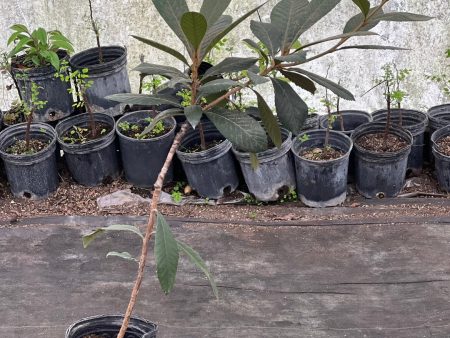 Grafted Loquat 1G Container Hot on Sale