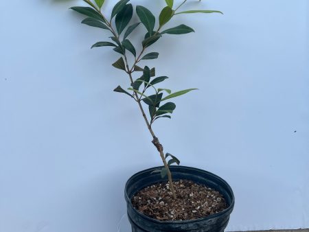 Grafted Pitomba Tree 1 Gallon Pot Cheap