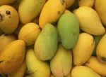 *Grafted Mango Tree 3 Gallons For Sale