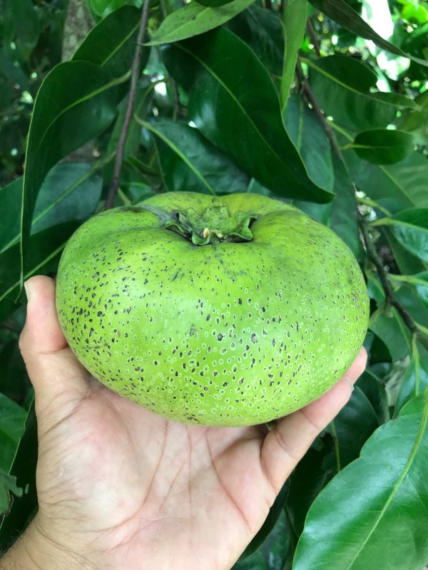 Grafted Black Sapote aka Chocolate Pudding Fruit 3 Gallon Pot (4 varieties) Supply