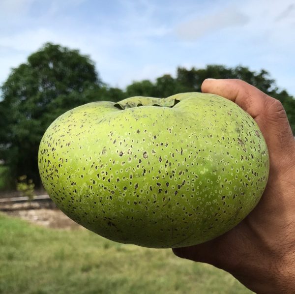 Grafted Black Sapote aka Chocolate Pudding Fruit 3 Gallon Pot (4 varieties) Supply