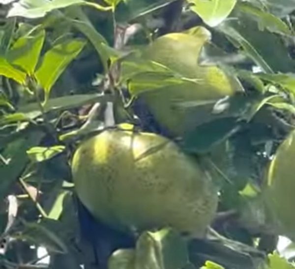 Black Sapote Fruit aka Chocolate Pudding Fruit 5 lbs Box (Unfortunately Black Sapote Fruit is on California s do not ship from Florida list) Fashion