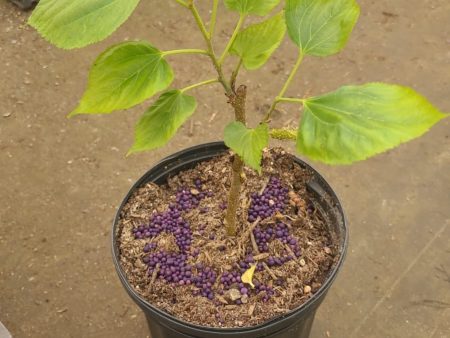 Mulberry (Cutting) For Cheap