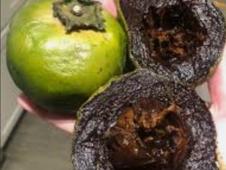 Black Sapote Fruit aka Chocolate Pudding Fruit 5 lbs Box (Unfortunately Black Sapote Fruit is on California s do not ship from Florida list) Fashion