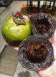 Black Sapote Fruit aka Chocolate Pudding Fruit 5 lbs Box (Unfortunately Black Sapote Fruit is on California s do not ship from Florida list) Fashion