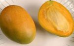 *Grafted Mango Tree 3 Gallons For Sale