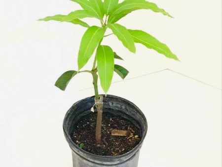 *Grafted MANGO TREE 1 GALLON (70+ VARIETIES WOW!) Sale