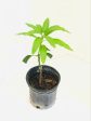 *Grafted MANGO TREE 1 GALLON (70+ VARIETIES WOW!) Sale