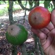 Green Sapote Whiteman cv. Fruit Supply